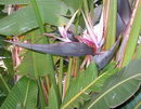 Strelitzia nicolai Regel & Koern,Giant White Bird of Paradise,گل مرغ سفید,پرنده بهشتی سفید,موز وحشی
